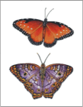 (image for) Queen and White Peacock Butterflies